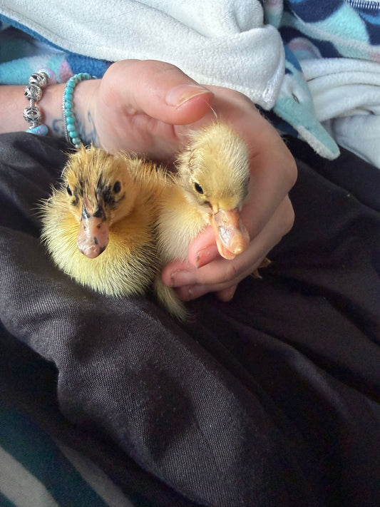 6 Indian Runner Duck Hatching Eggs
