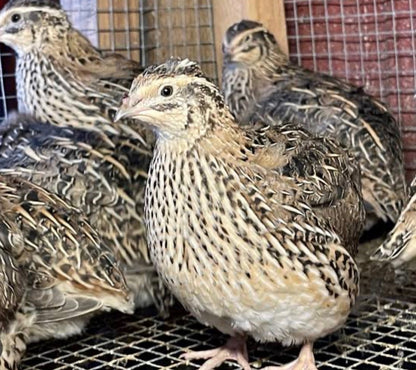 Day-Old Quail Chicks