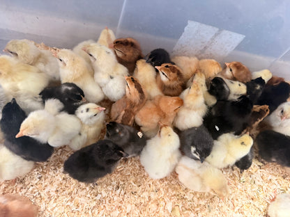 Day-Old Chicken Chicks