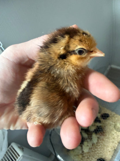 Day-Old Chicken Chicks