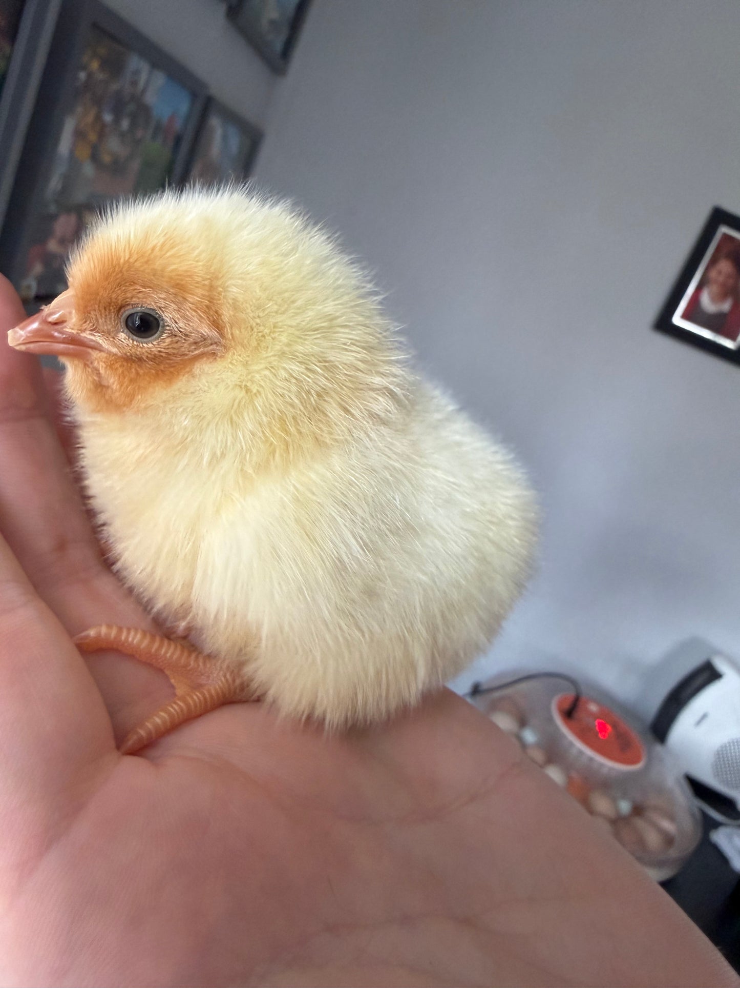 Day-Old Chicken Chicks