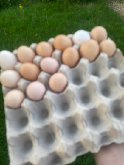 6 Mixed Breed Chicken Hatching Eggs