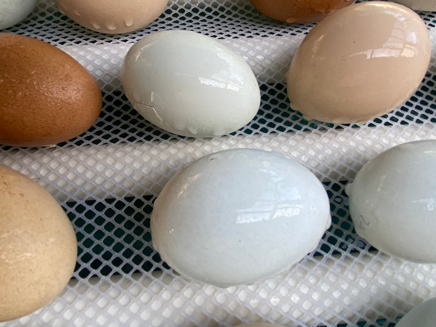 6 Mixed Breed Chicken Hatching Eggs