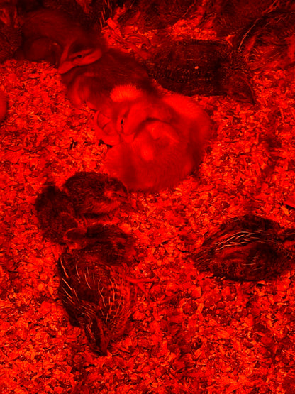 Day-Old Quail Chicks