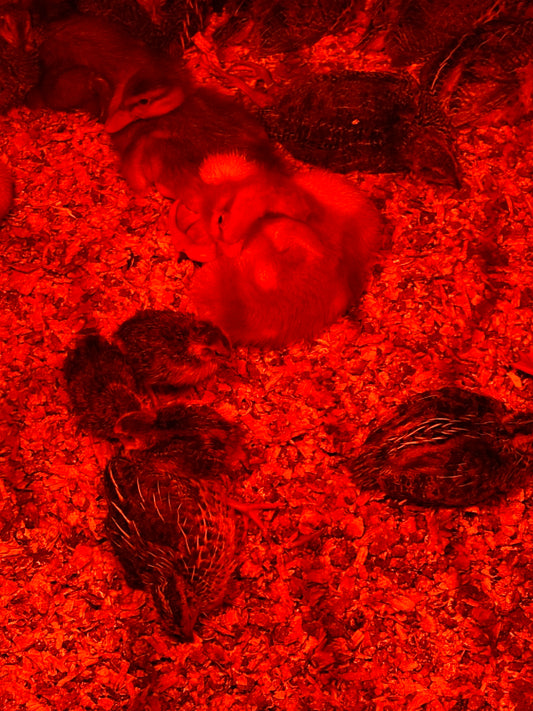 Day-Old Quail Chicks