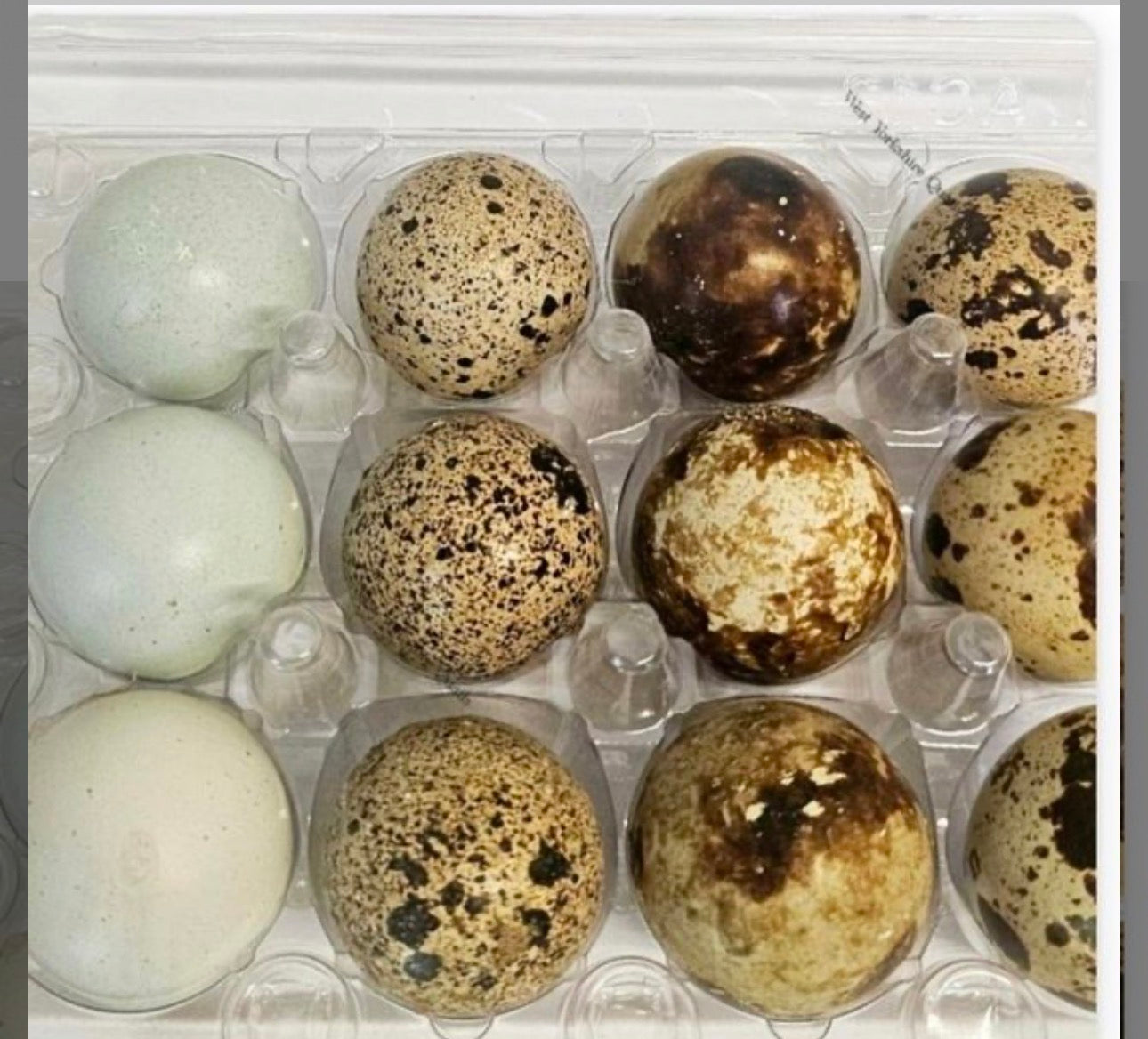 12 Hatching Jumbo Coturnix Quail Eggs