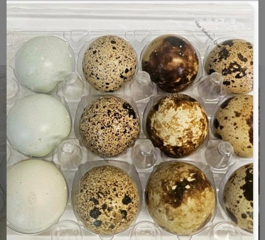 12 Hatching Jumbo Coturnix Quail Eggs